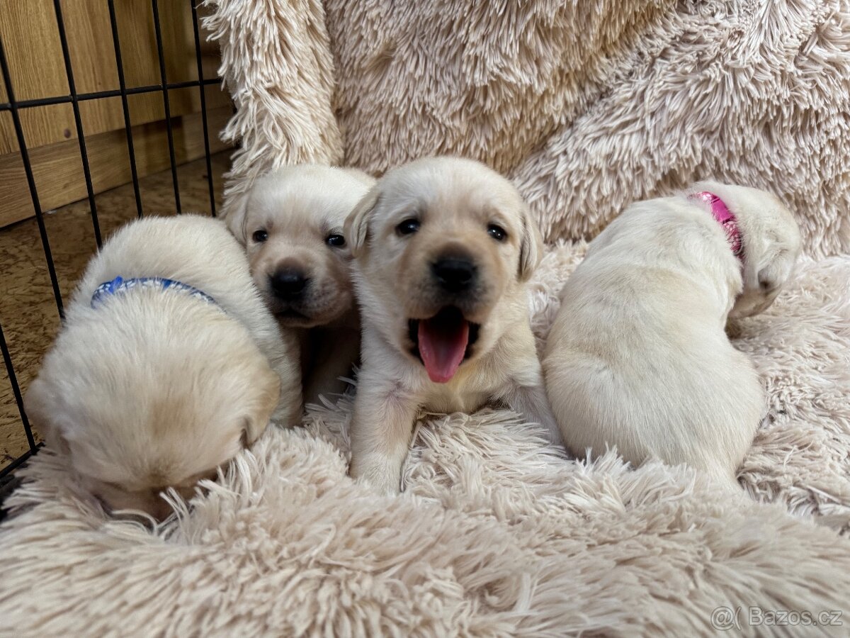 Labradorský retriever s PP - 4