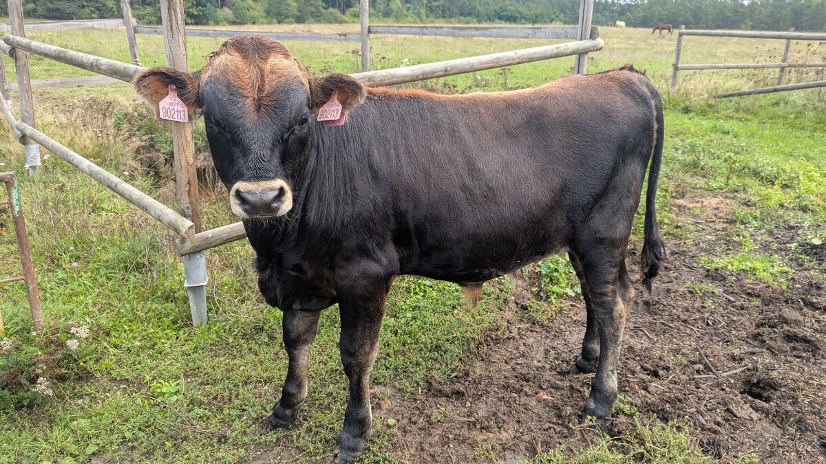 Prodám býčka Jersey - hodný, bez rohů - 4