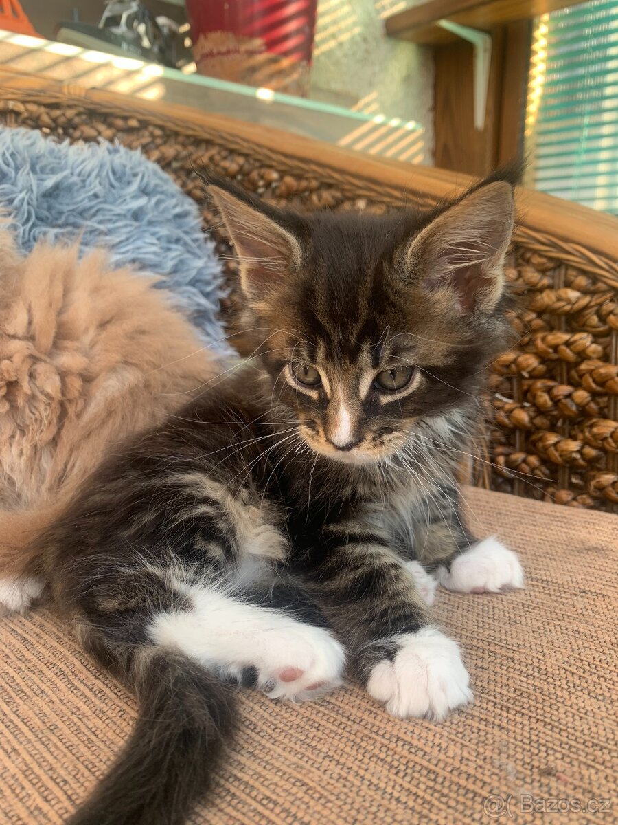 Mainská mývalí kočka s PP - kocourci - 4