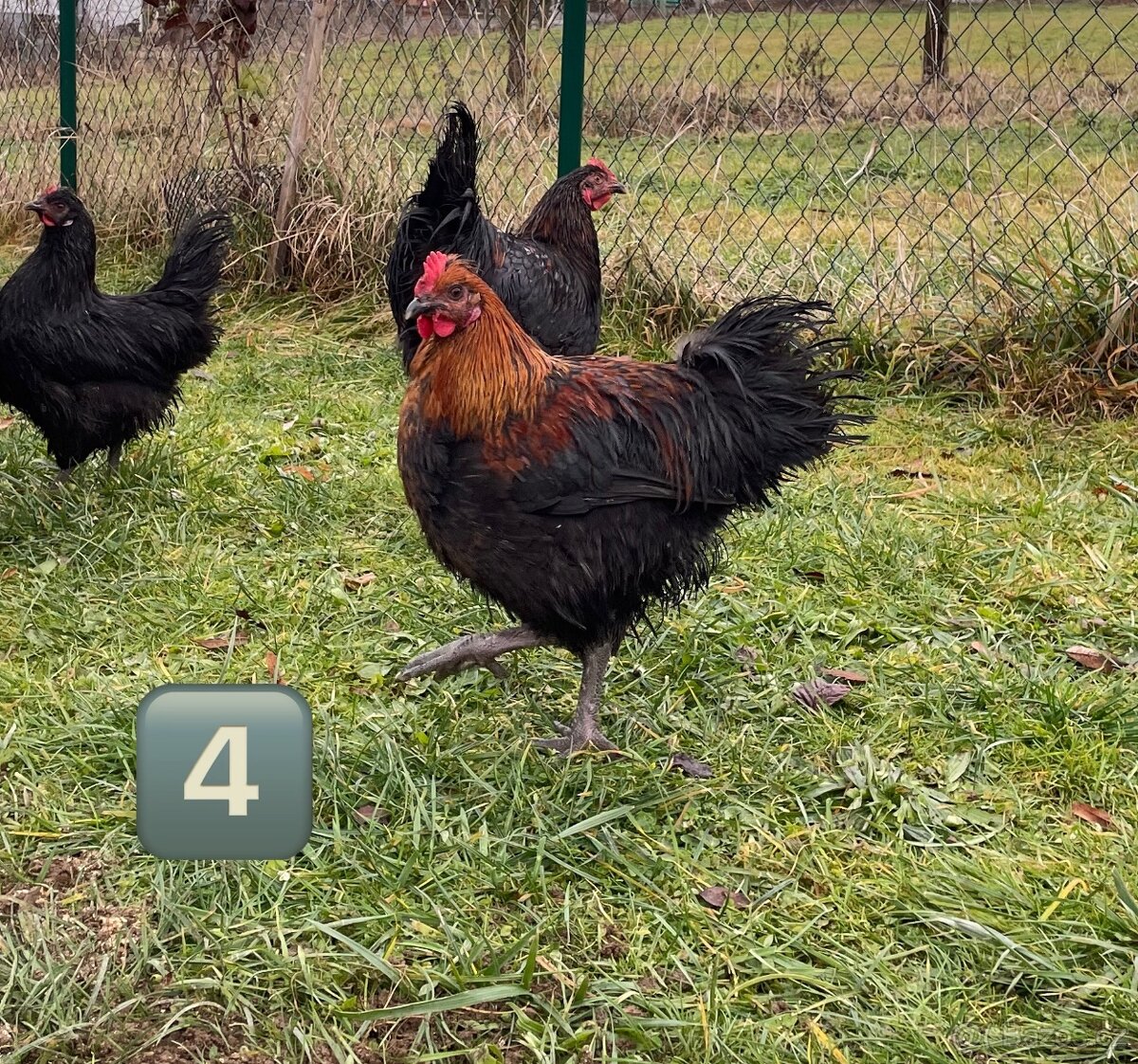 Kohouti - brahmanky do hobby chovu - 4