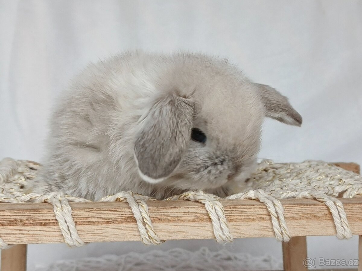 Minilop - zakrslý králíček, beránek - 4