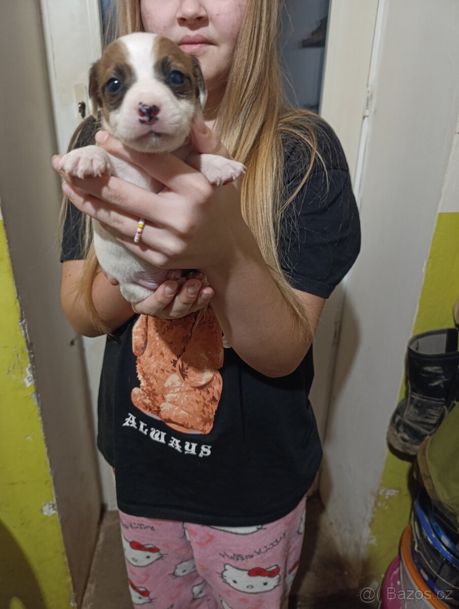 Štěňata Jack rasell - 4
