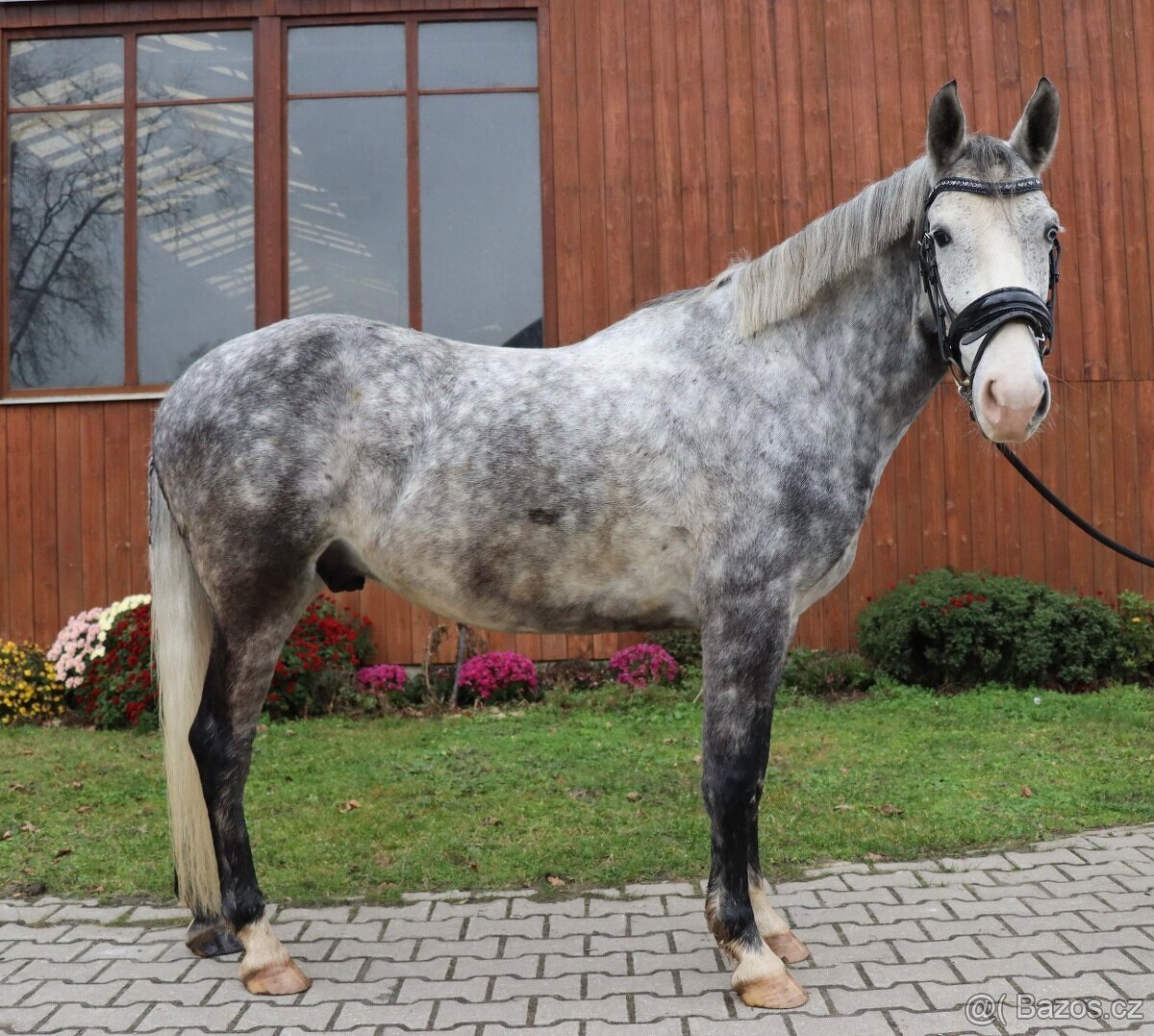 Kvalitní pony učitel - 4