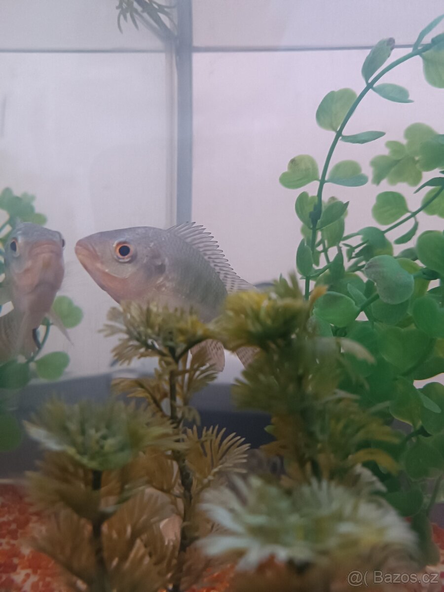 Prodám akvária s rybičkami - 4