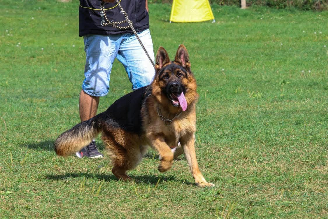 Německý ovčák s PP - 4