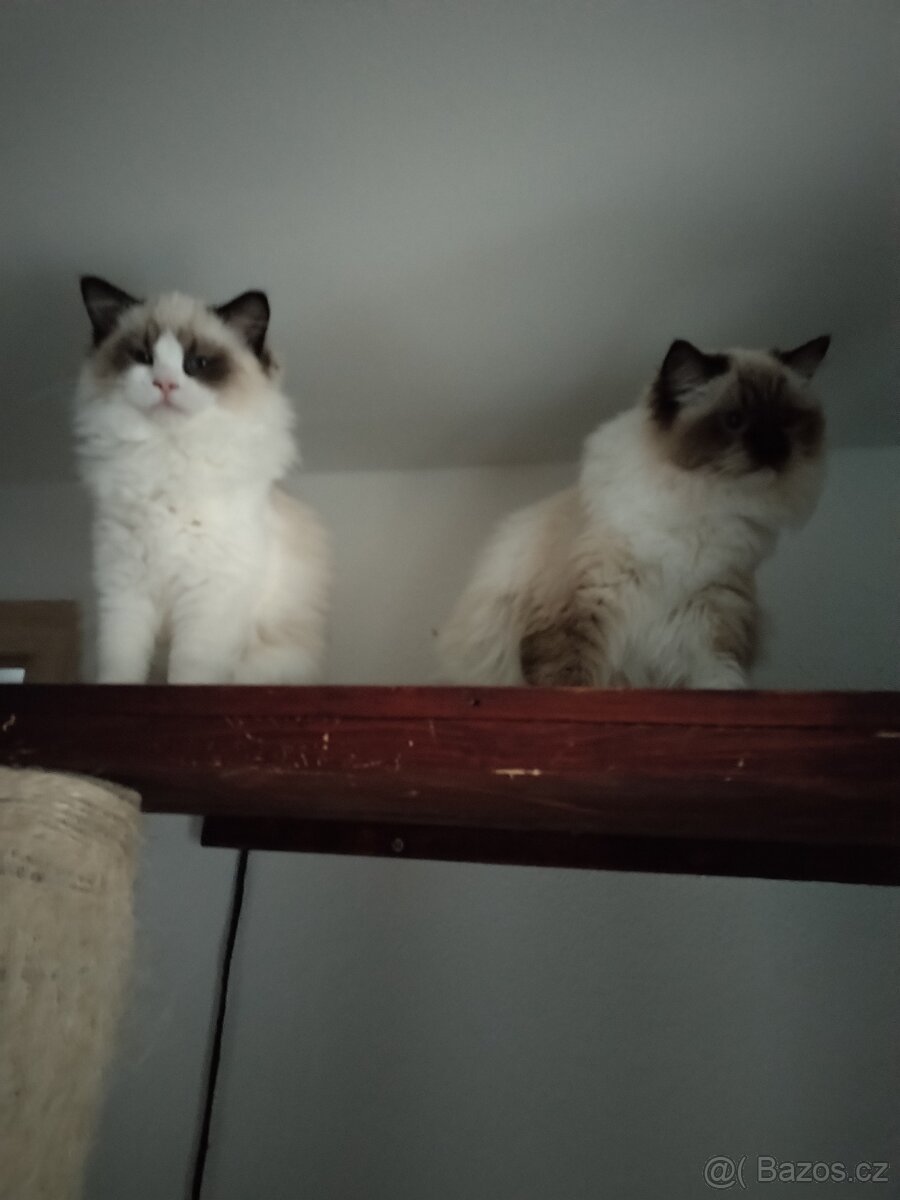 Ragdoll kotě s PP - 4