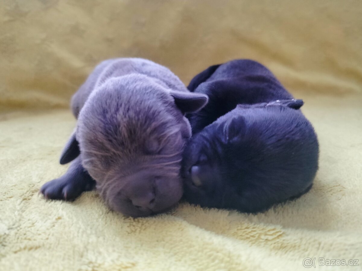 Stafordšírský bulteriér s pp - 4