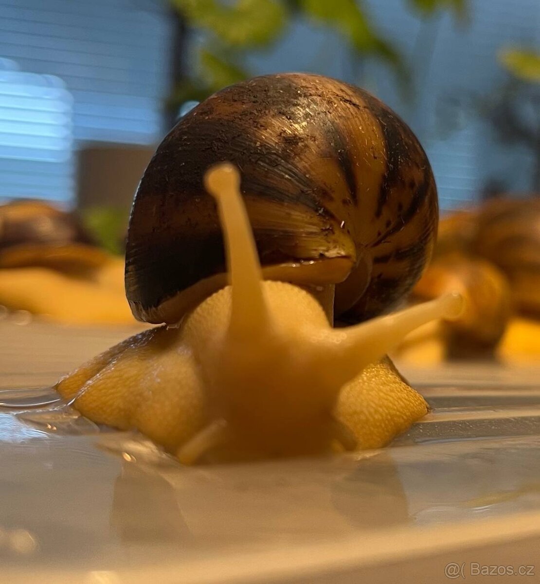 Archachatina marginata ovum - mladata 6 mesicu - 4