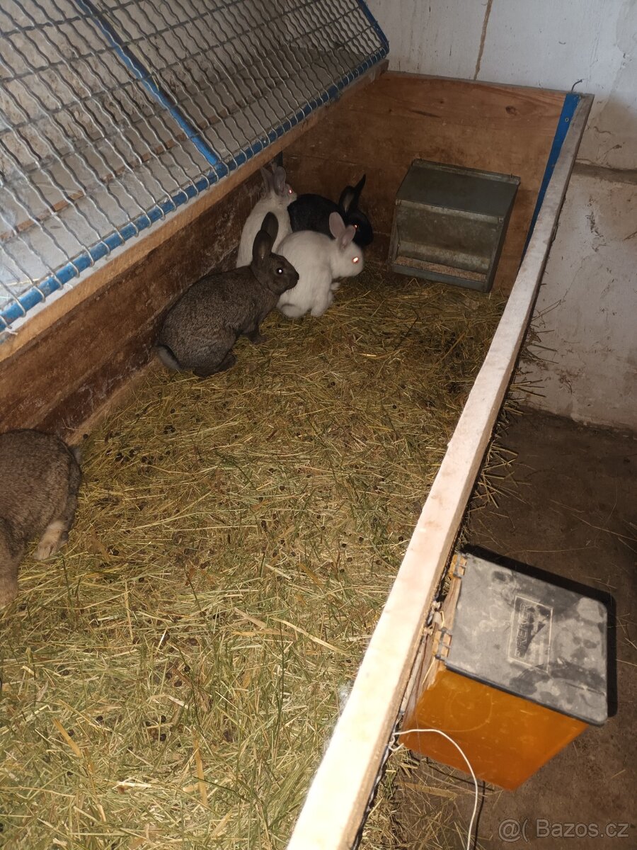 Králíci na dokrmení - 4