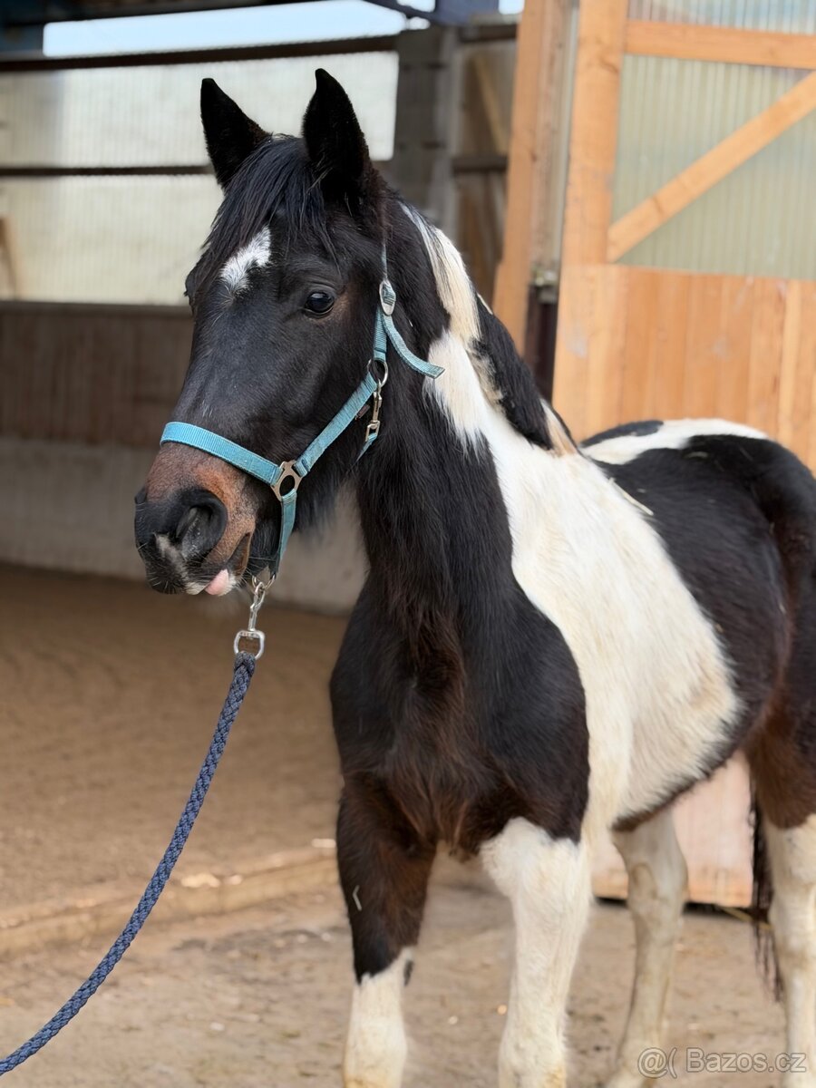 3letá westfálská klisna - 4