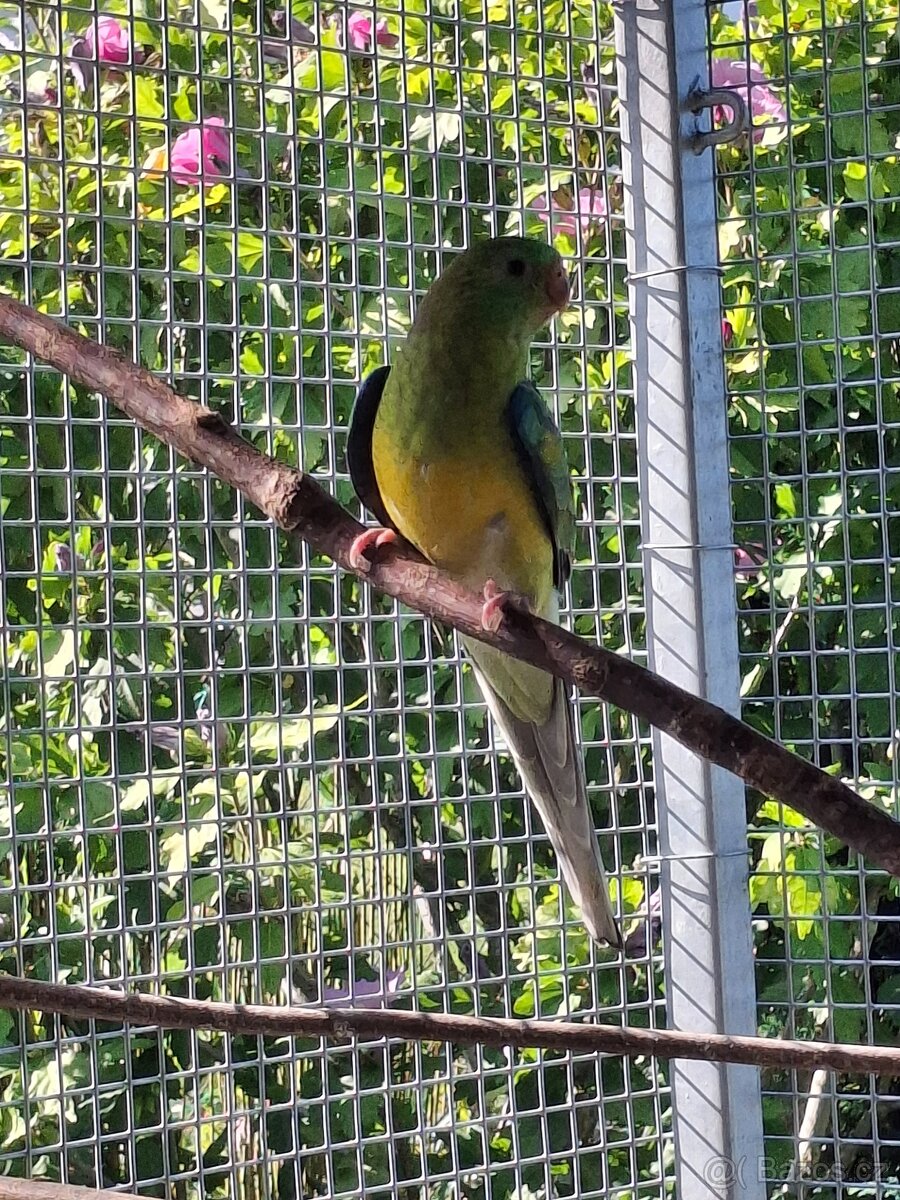 Prodám mladé papousky zpěvavé - 4