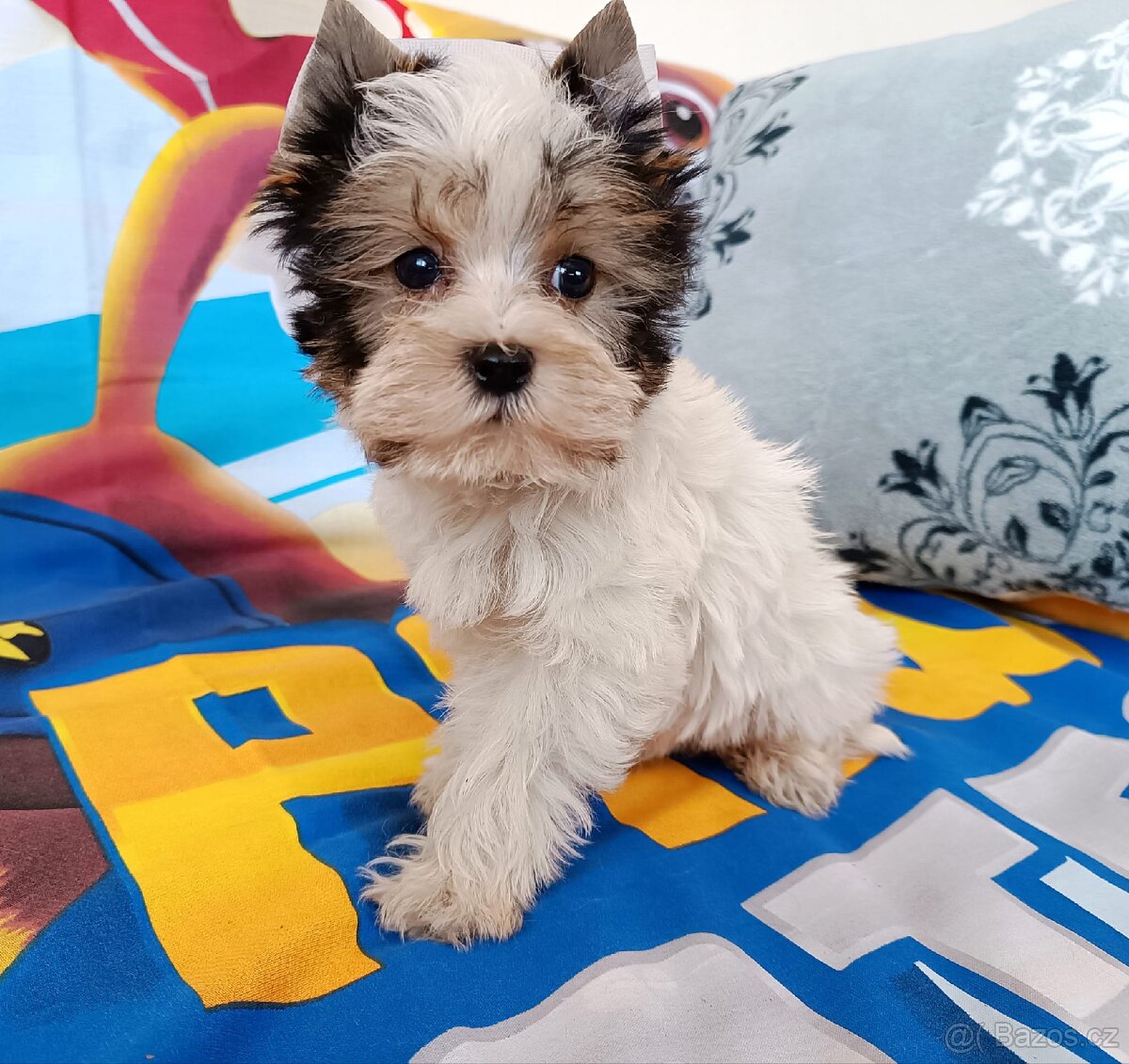 Jorkšírský teriér - 4