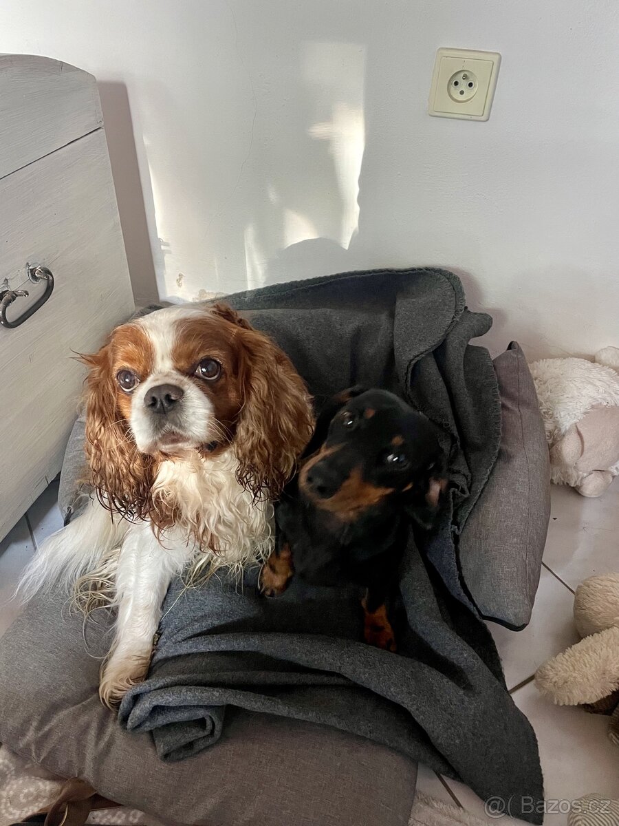 Prodám pelíšek - 4