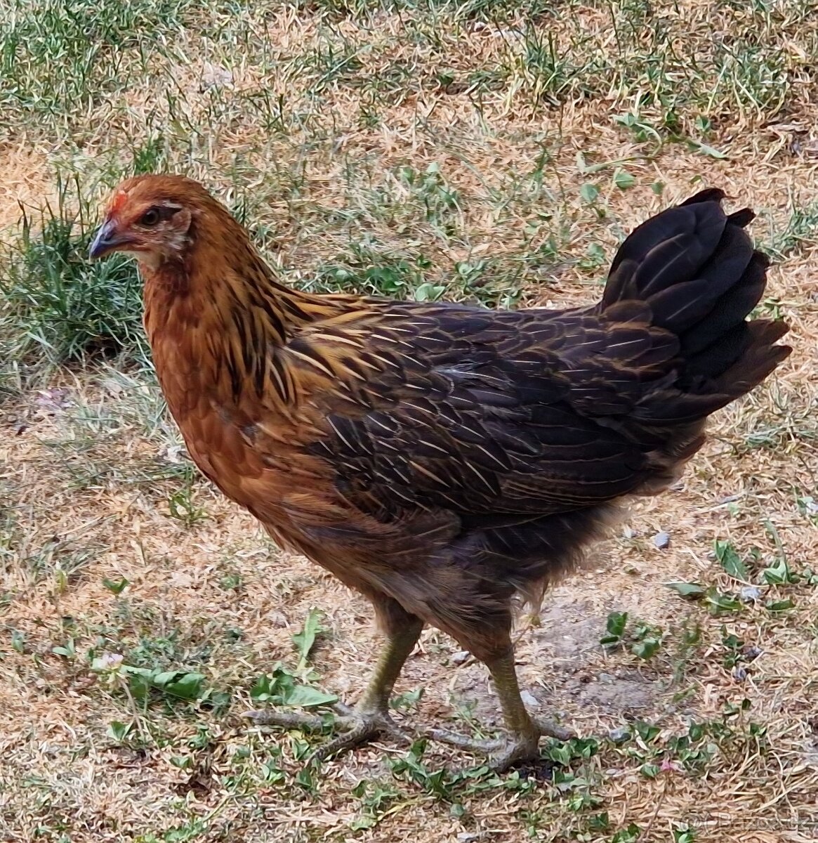 Kuřičky s kohoutkem - 4