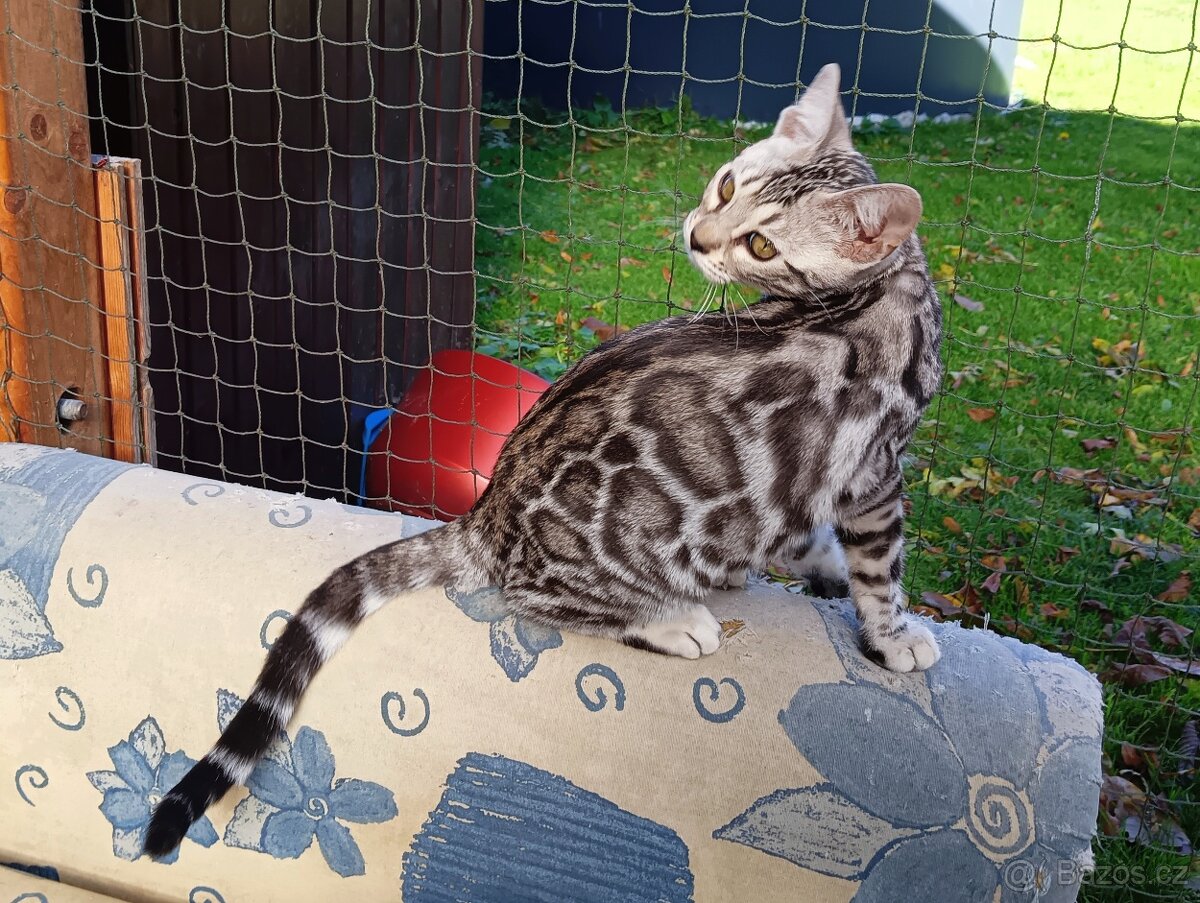 Bengálská kočička s PP - k odběru - 4