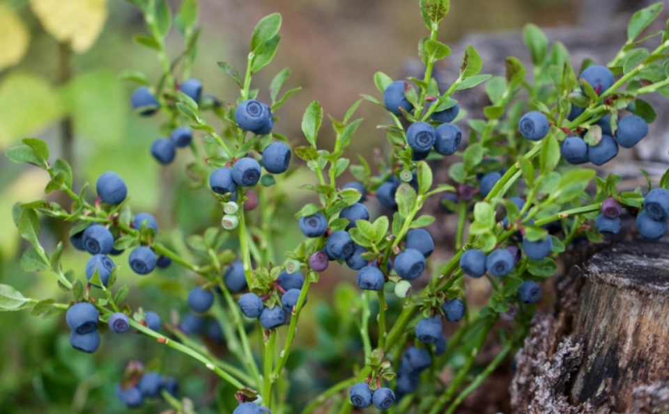 Borůvková marmeláda 0,37 ml - 4