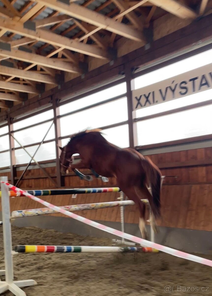 Valach do sportu - 4