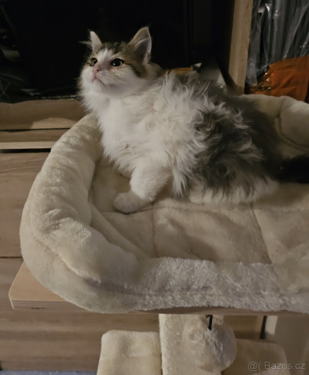 Sibiřská kočka koťátka - 4