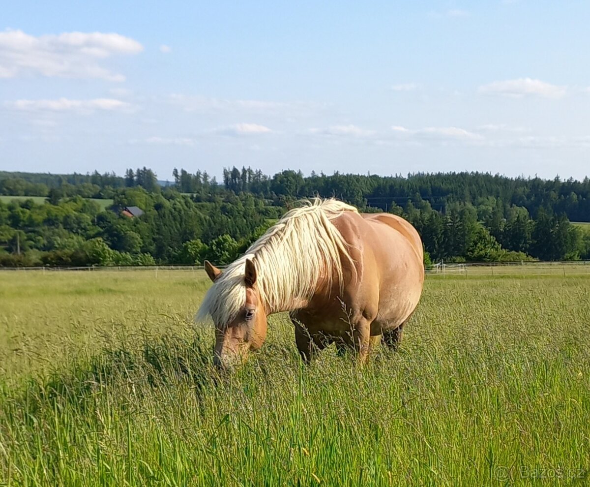 Hafling klisna 5l - 4