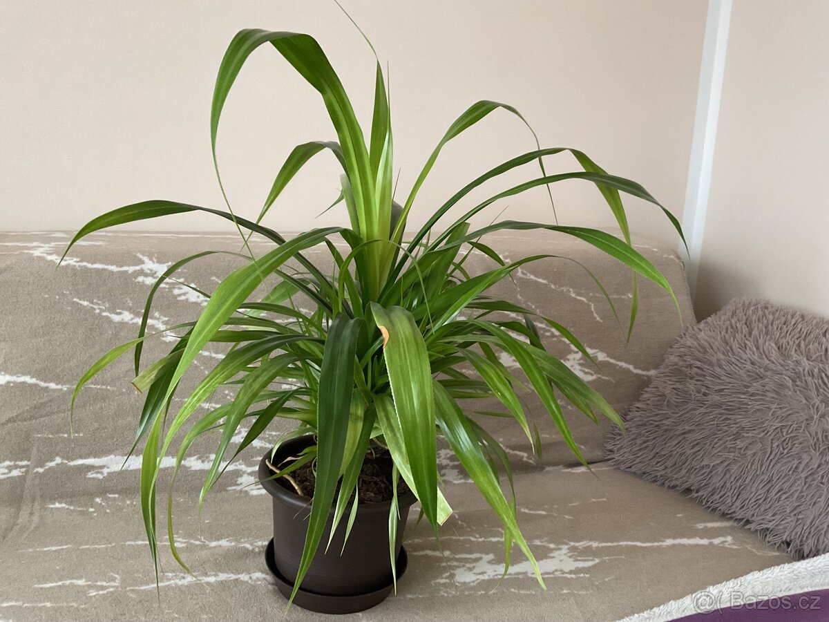 Pokojové rostliny - 4