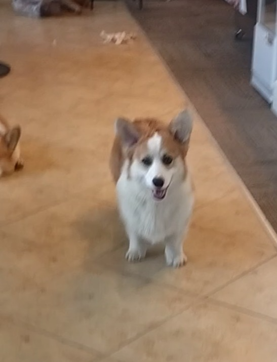 Welsh Corgi Pembroke - 4