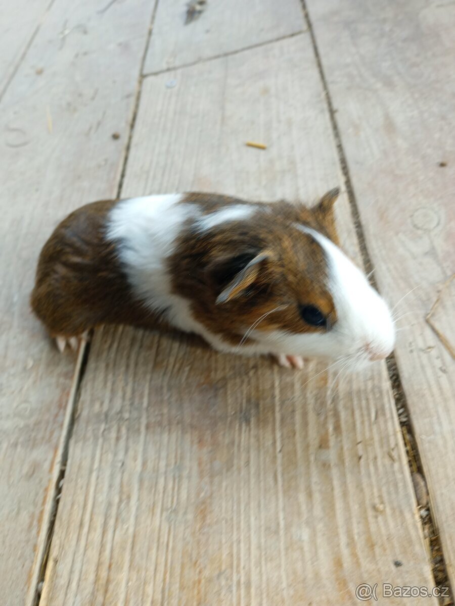 Morčata - samečci - 4