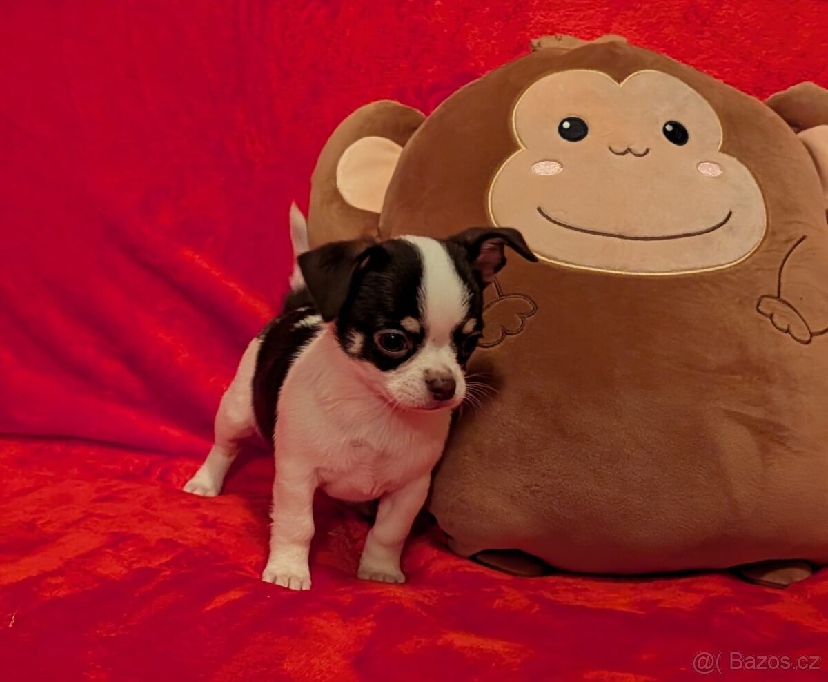 Čivava krátkosrstá s PP - 4