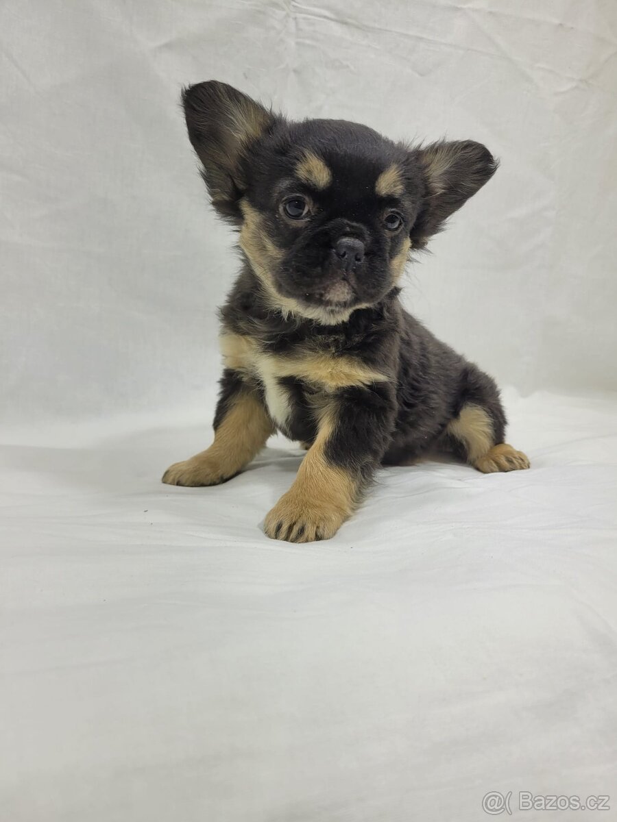 Francouzský buldoček - 4