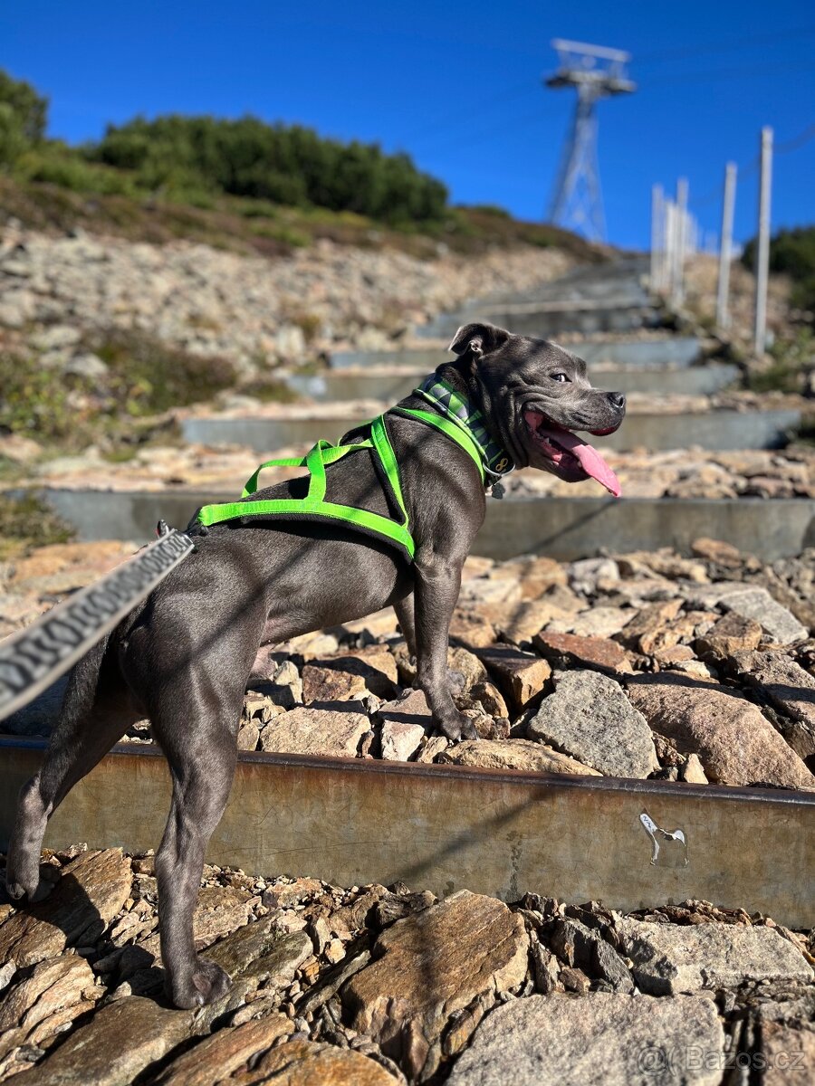 Stafordšírský bulteriér s PP - krytí chovným psem - 4