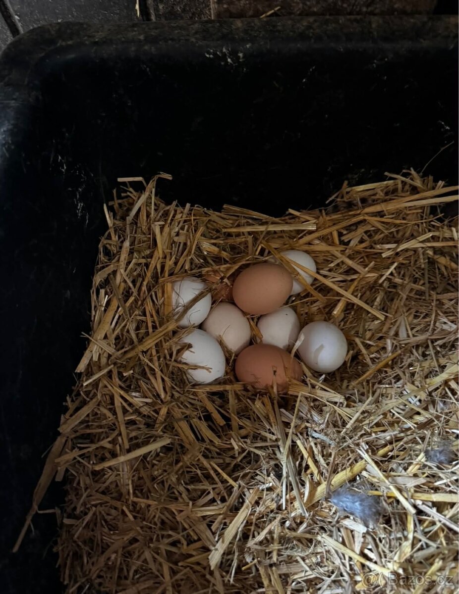Domácí vajíčka - 4