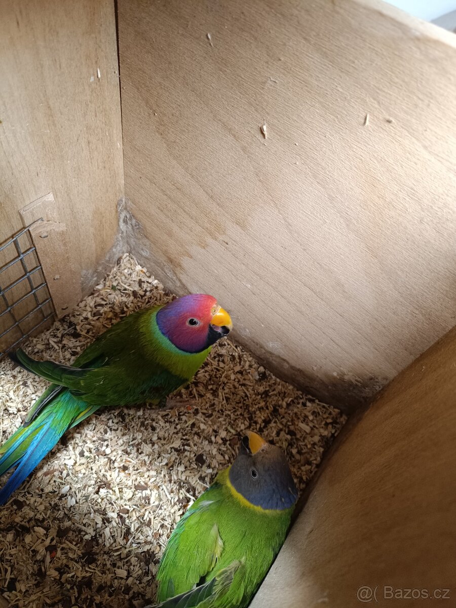 Alexandr rudohlavý - 4