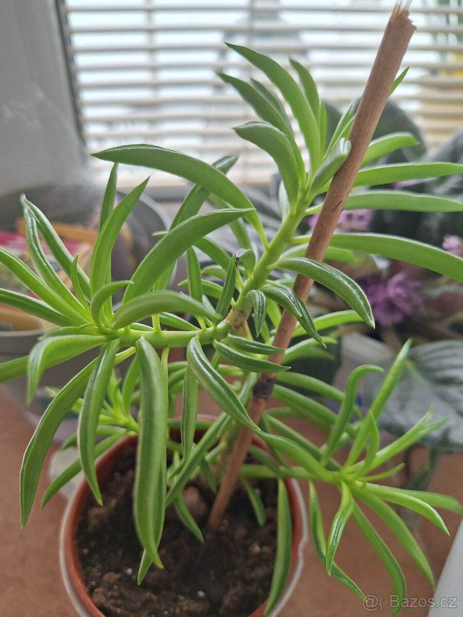 Zakořeněné sukulenty - 4