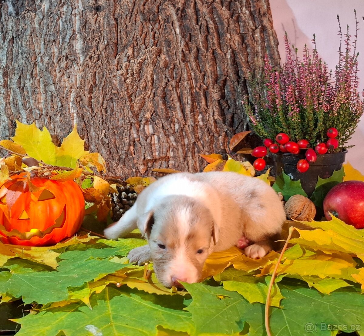 Australský ovčák s PP - 4