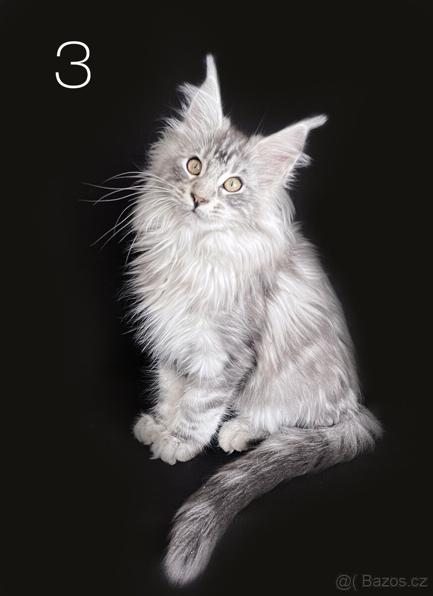 Mainská mývalí koťátka bez PP - 4