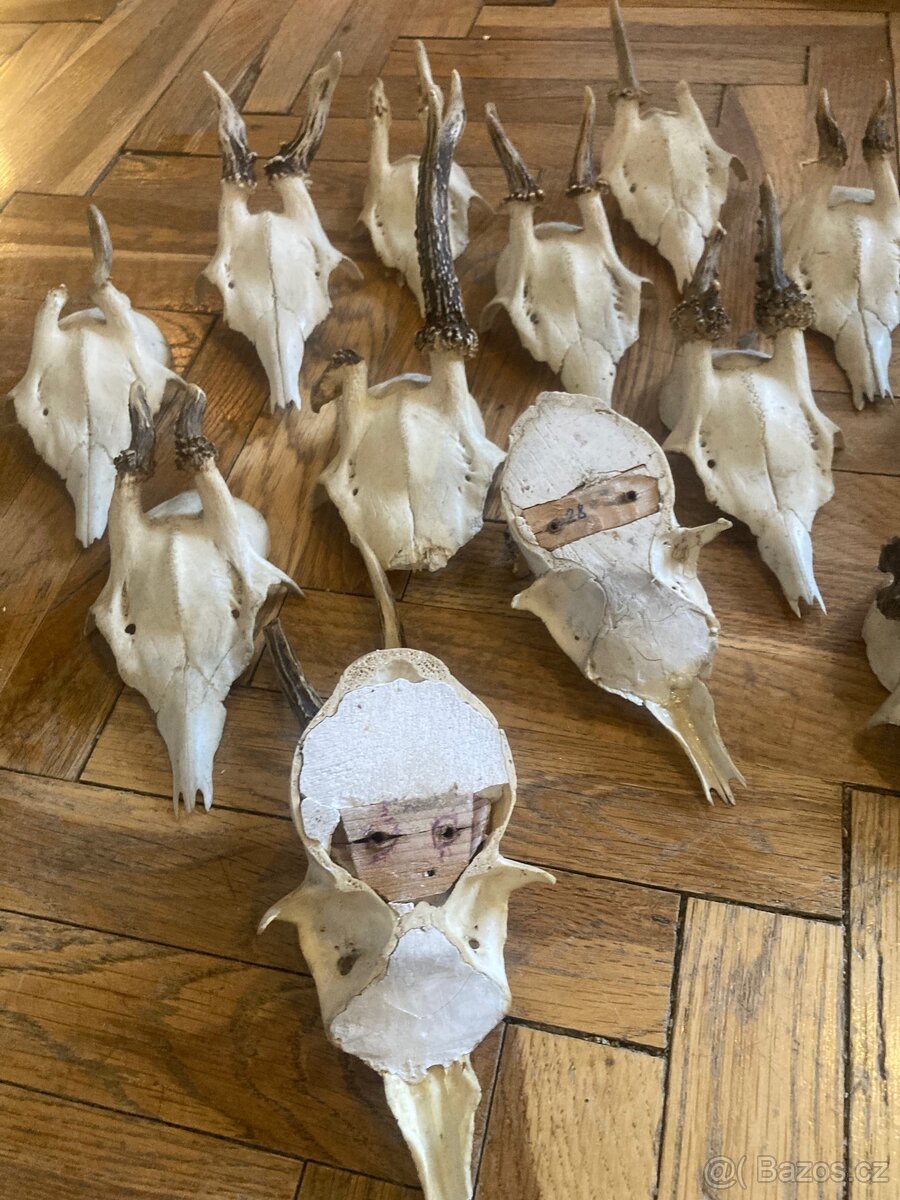 13ks srnčí trofeje, paroží na stěnu, dekorace - 4