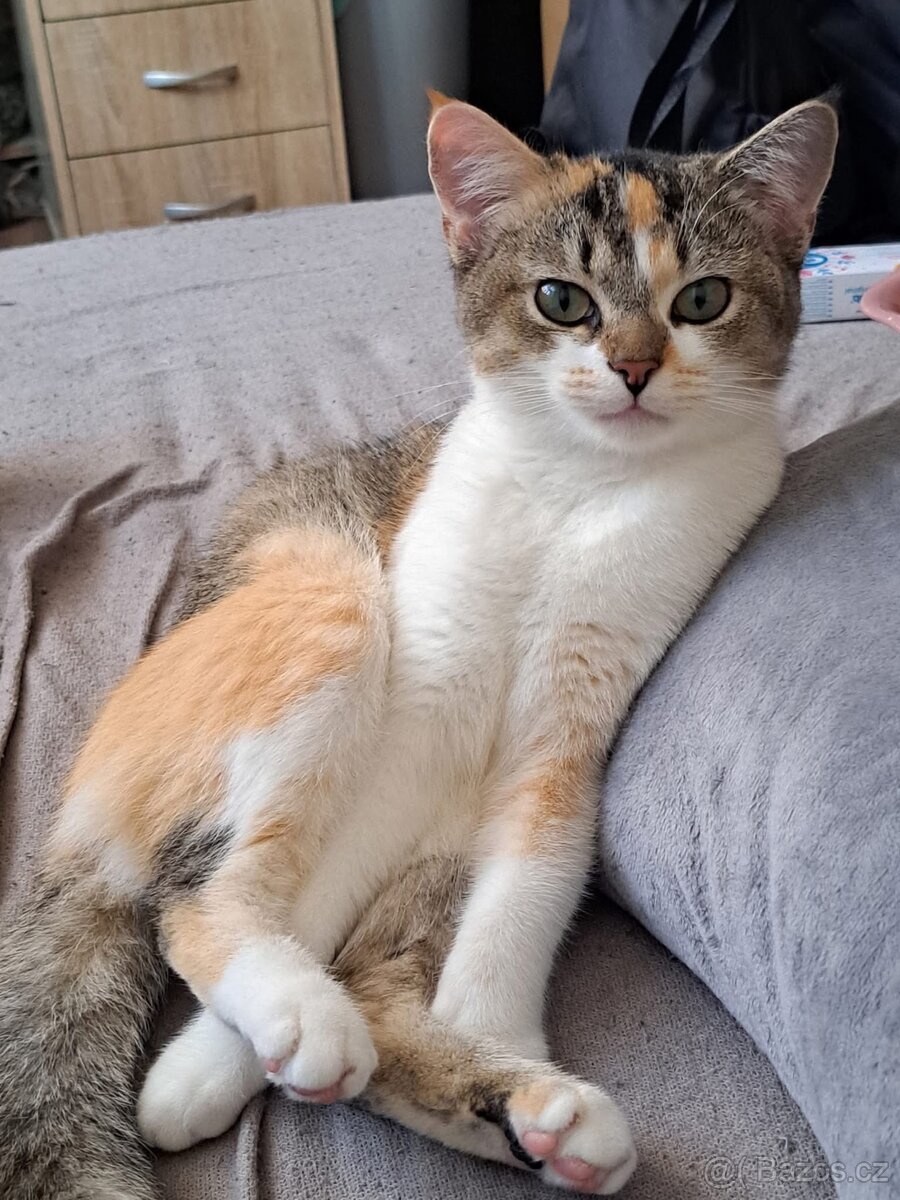 britská kočka - 4