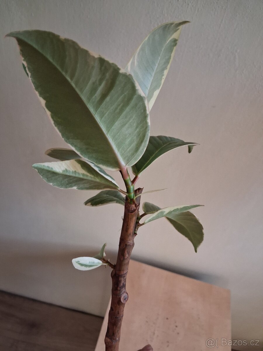 Fikus Tineke stromek - 4