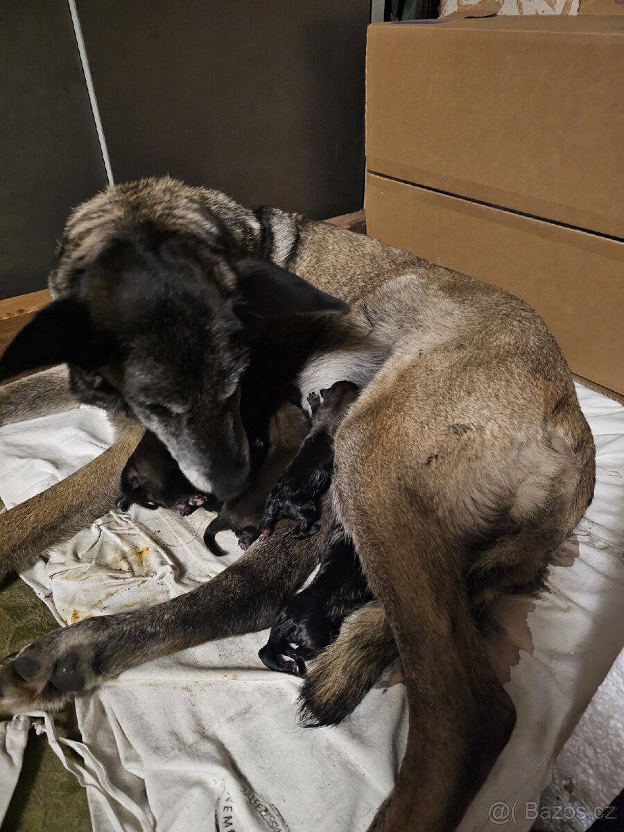 BO Malinois bez pp - 4