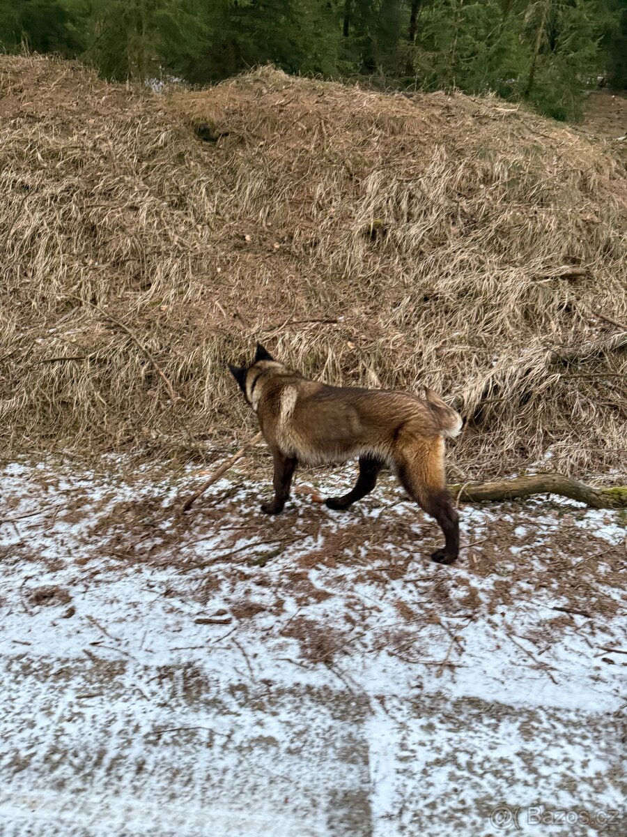 Belgický ovčák malinois - 4