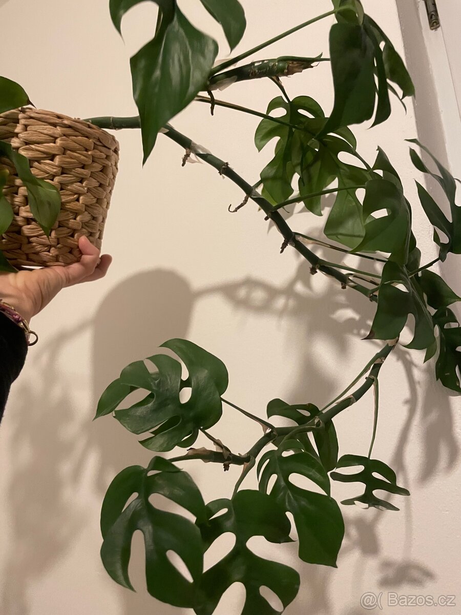 Monstera Monkey (?) - 4