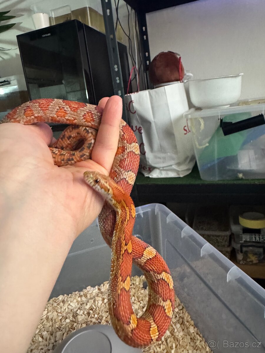 Užovka červená - 4