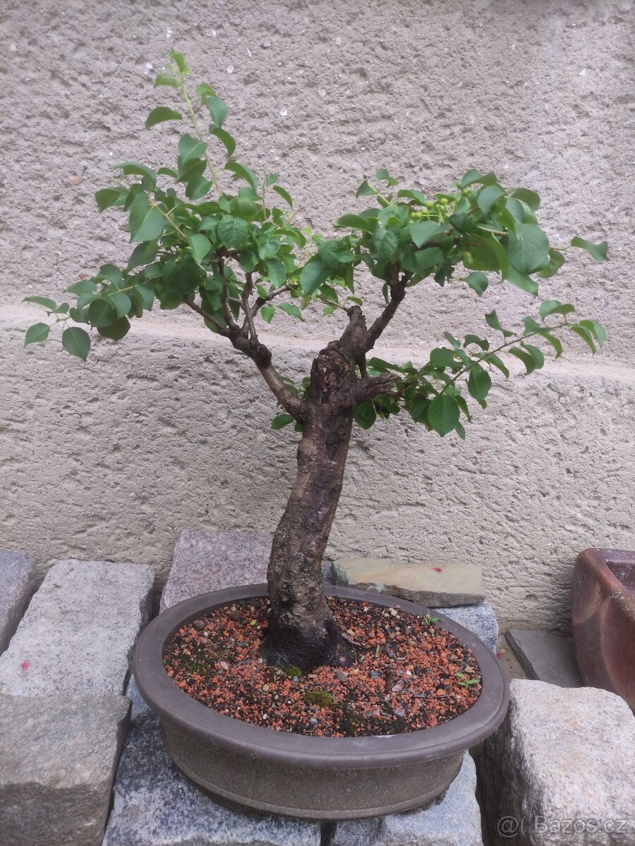 Bonsai - 4