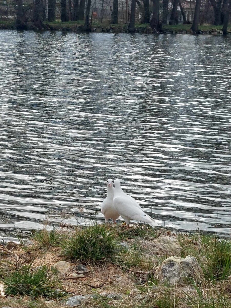 Svatební holoubci, okres Domažlice - 4