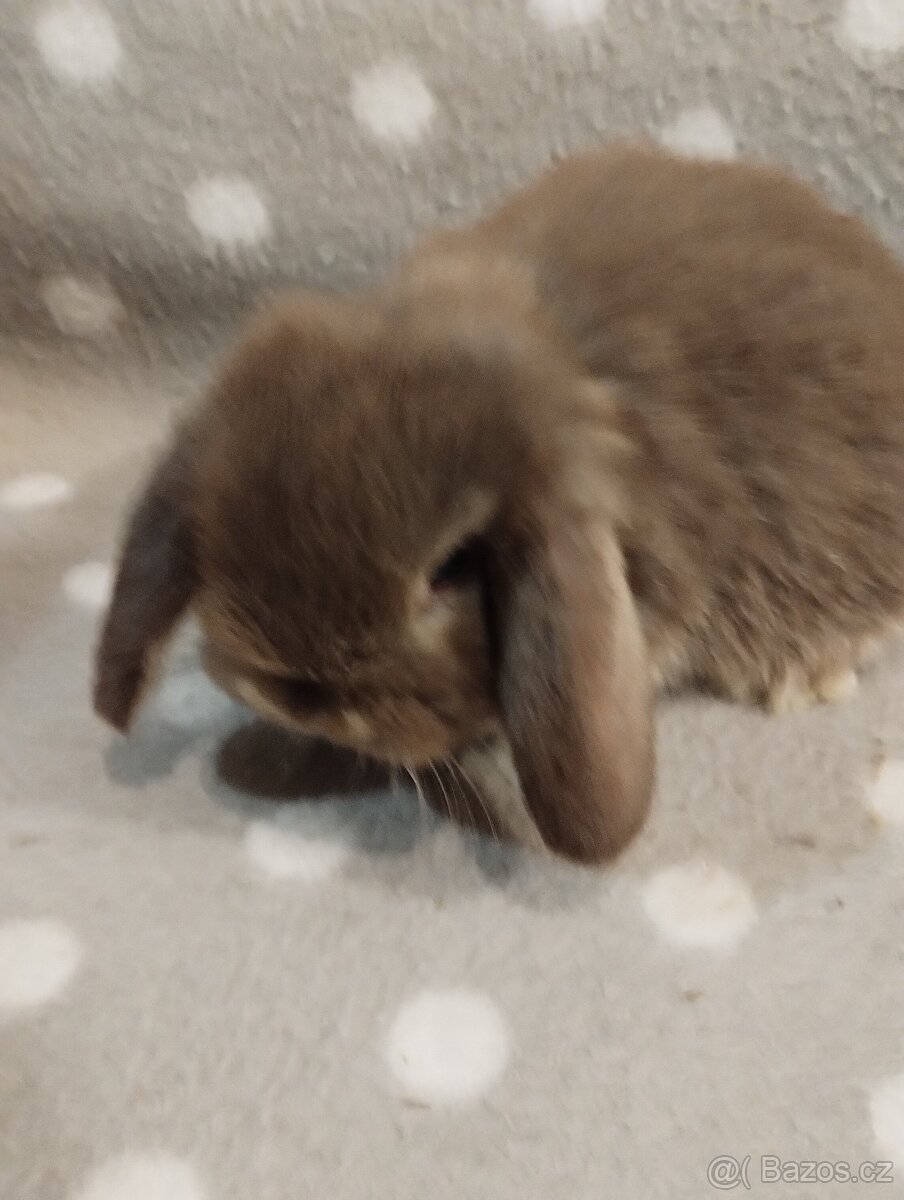 Prodám miminka minilopů - 4