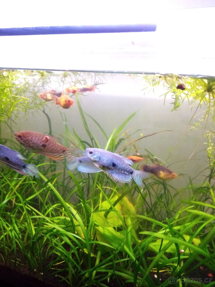 Čichavec šedý (modrý) - 4