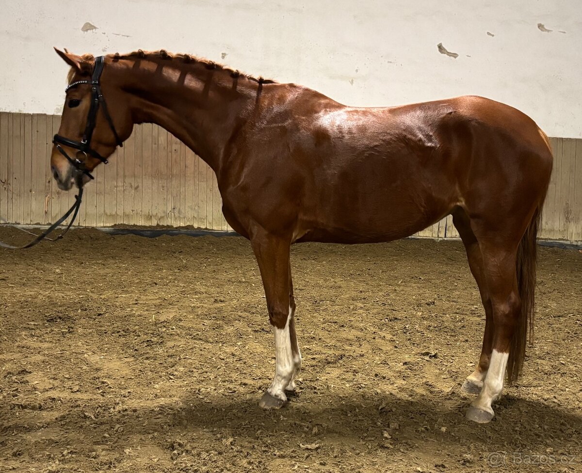 Hodna 4 leta klisna - 4