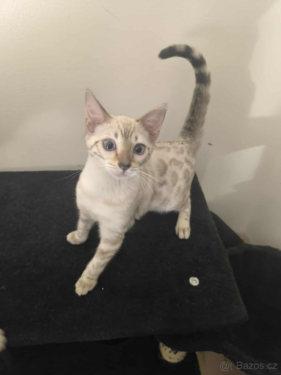 Bengálská kočka, koťata, kocourek 🐆 - 4