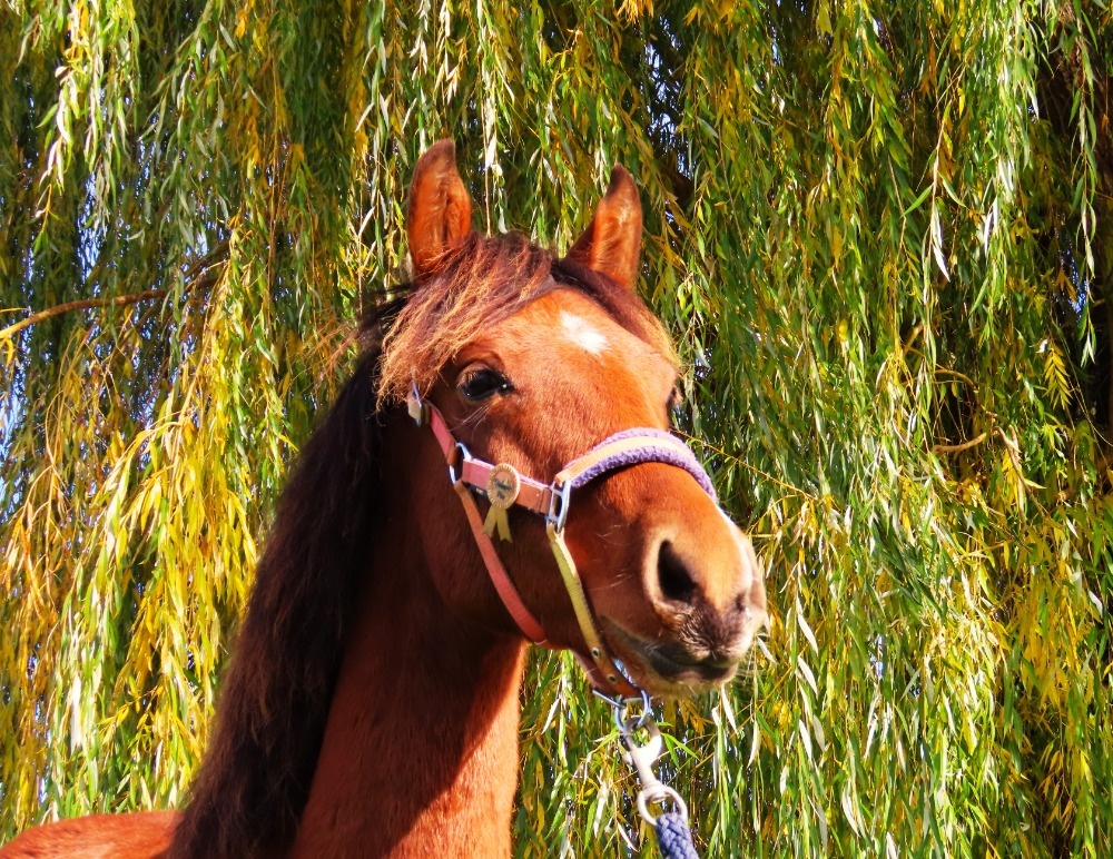 Roční klisnička na prodej - 4