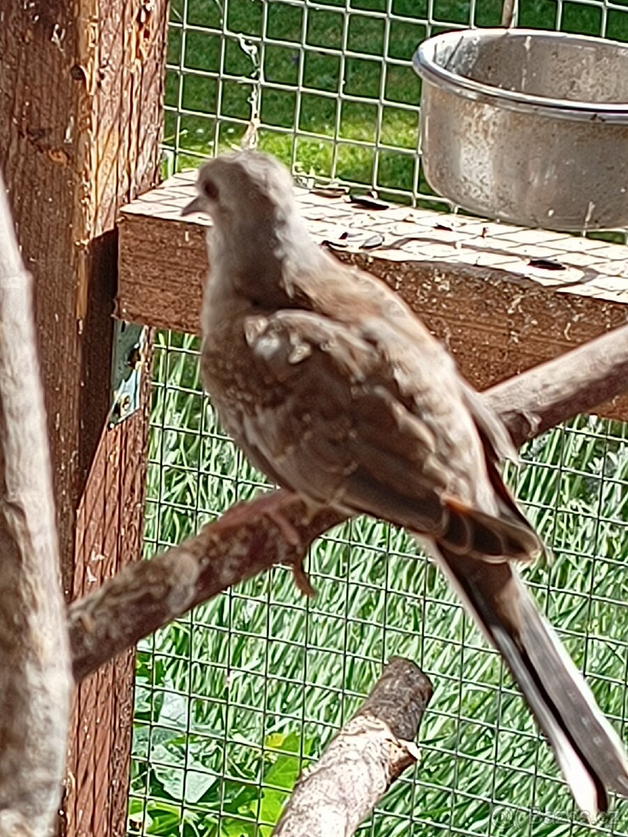 Holoubek diamantovy - 4