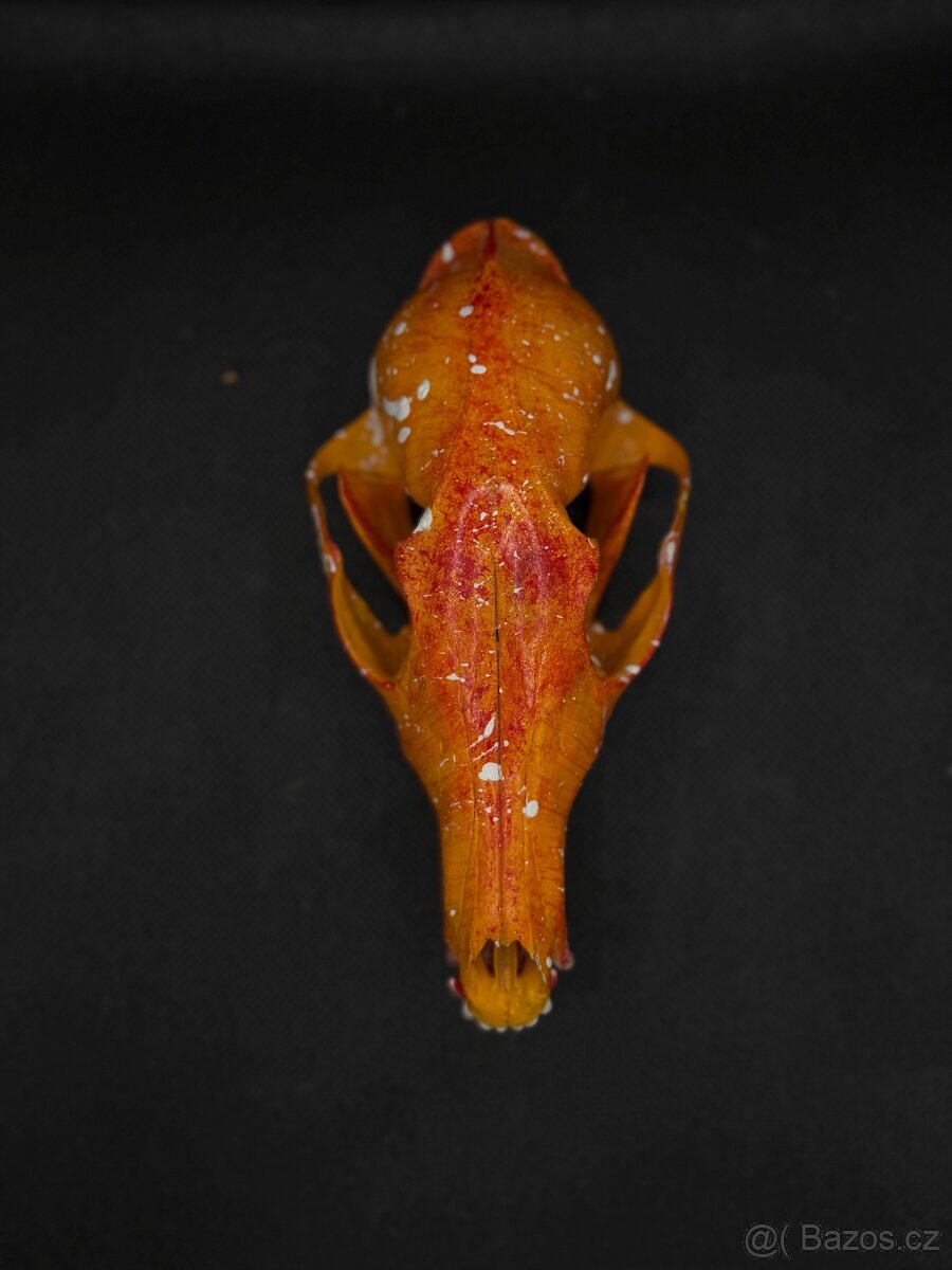 Lebka, dekorace, pohanství, - 4